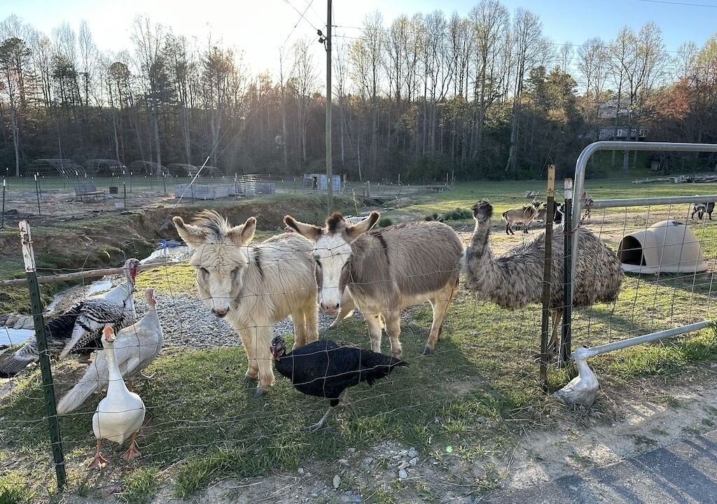 Photo of Others in Hendersonville
