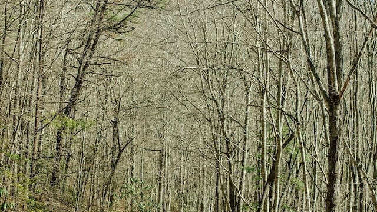 Photo of Others in Black Mountain