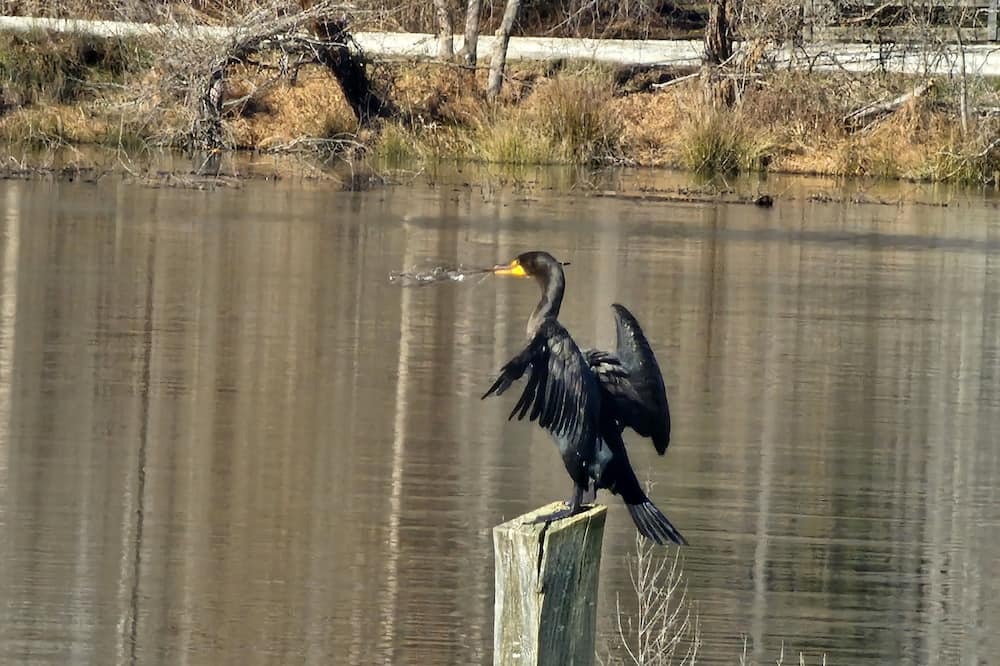 Photo of Others in Cedar Grove