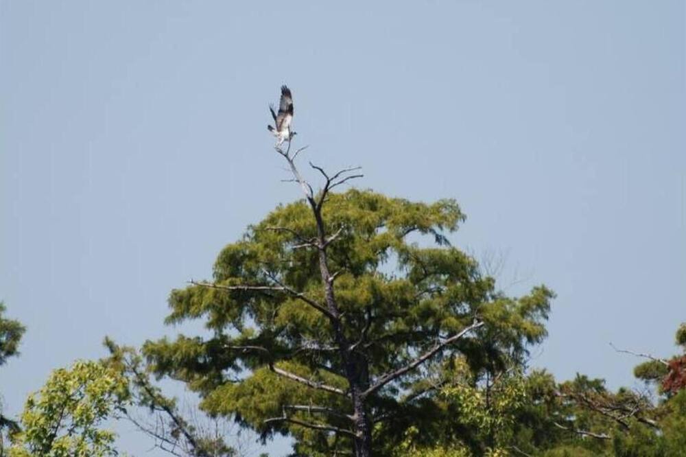 Photo of Outdoor in Durants Neck