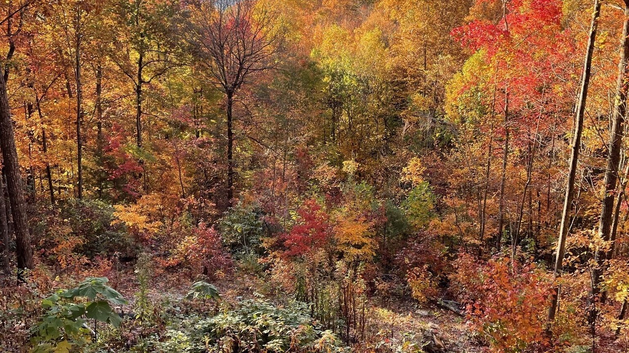 Photo of Others in Skyland