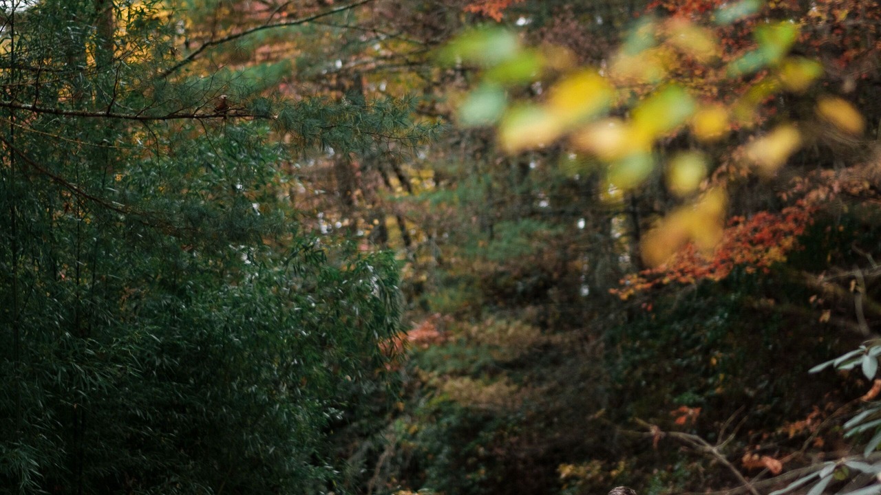 Photo of Outdoor in Pisgah Forest