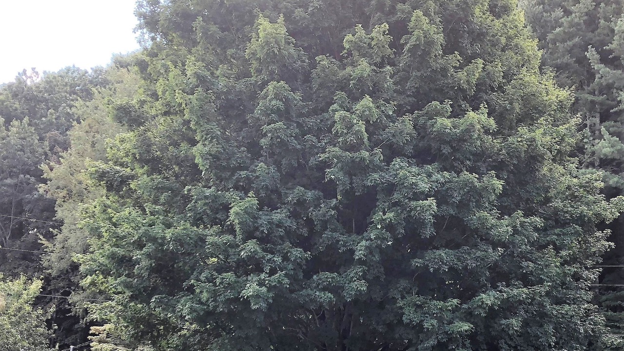 Photo of Outdoor in Maggie Valley