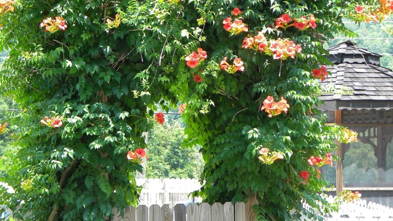 Photo of Outdoor in Maggie Valley