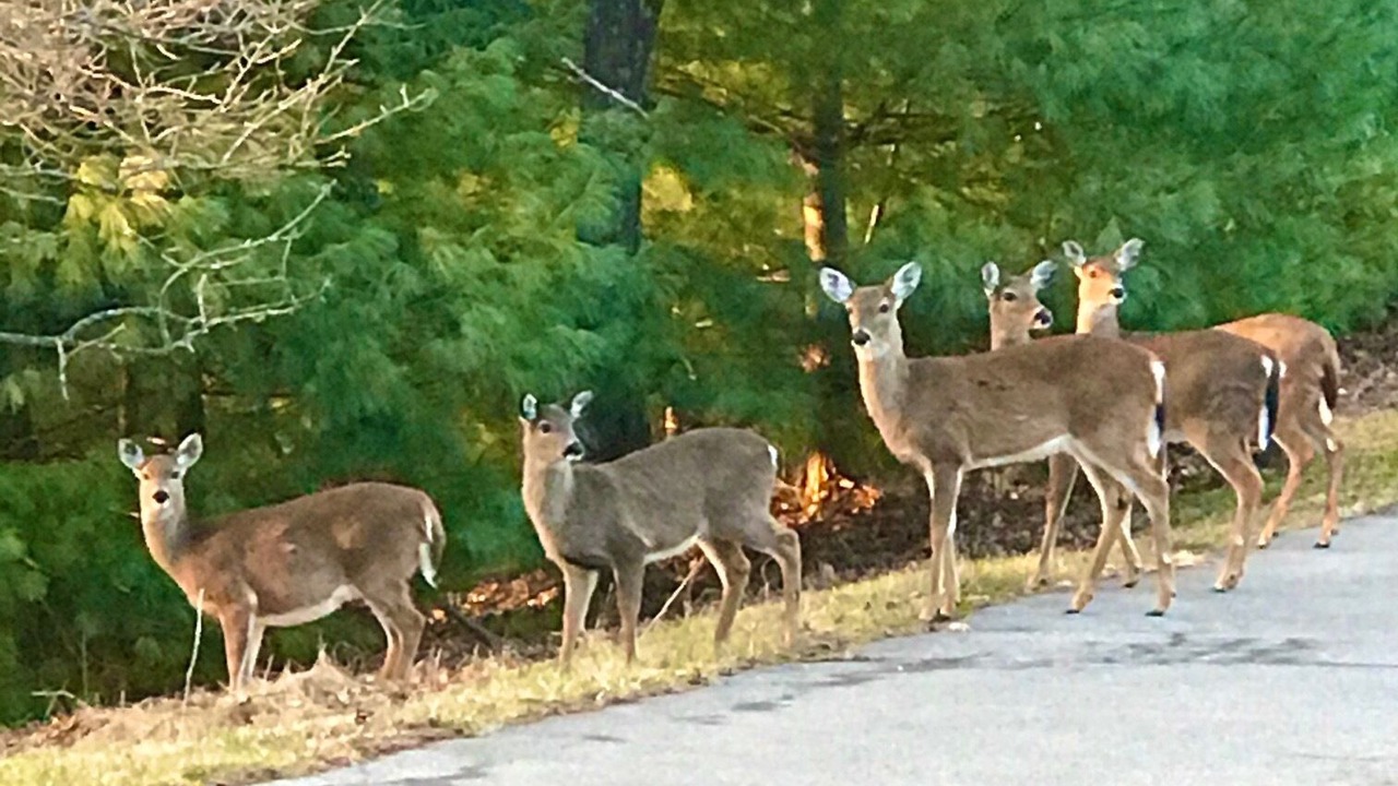 Photo of Outdoor in Roaring Gap