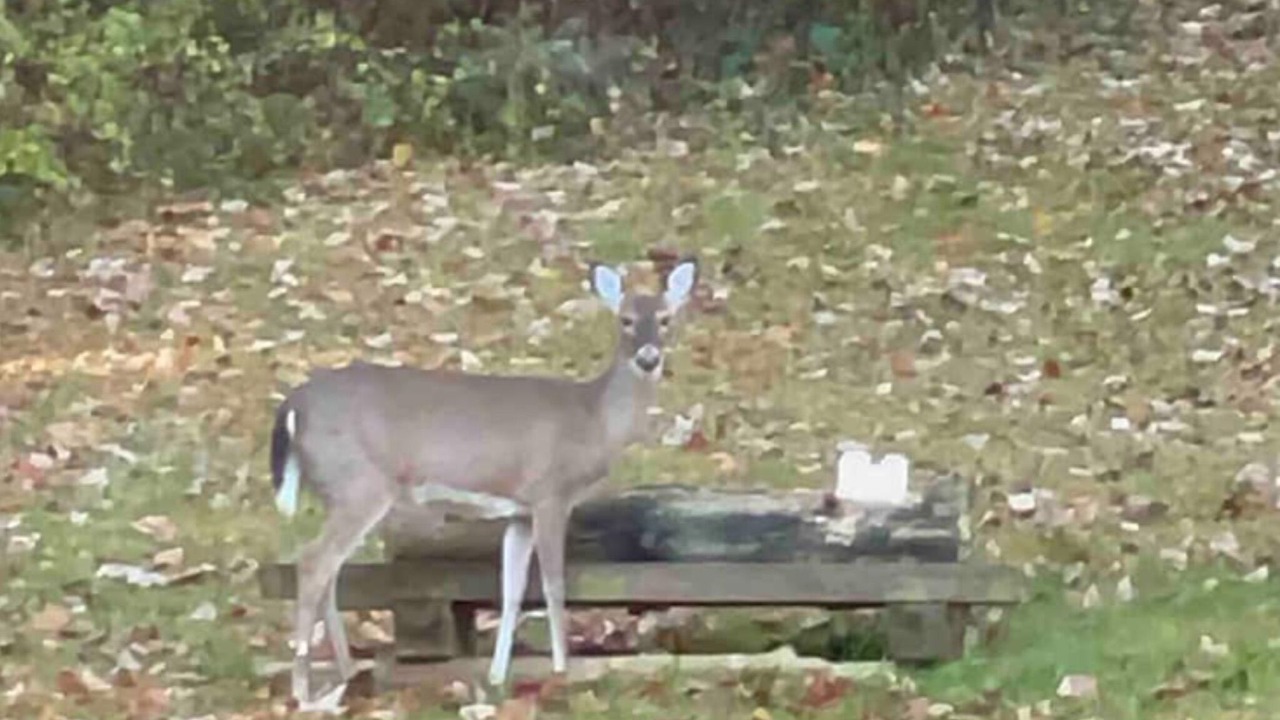Photo of Others in Pineola