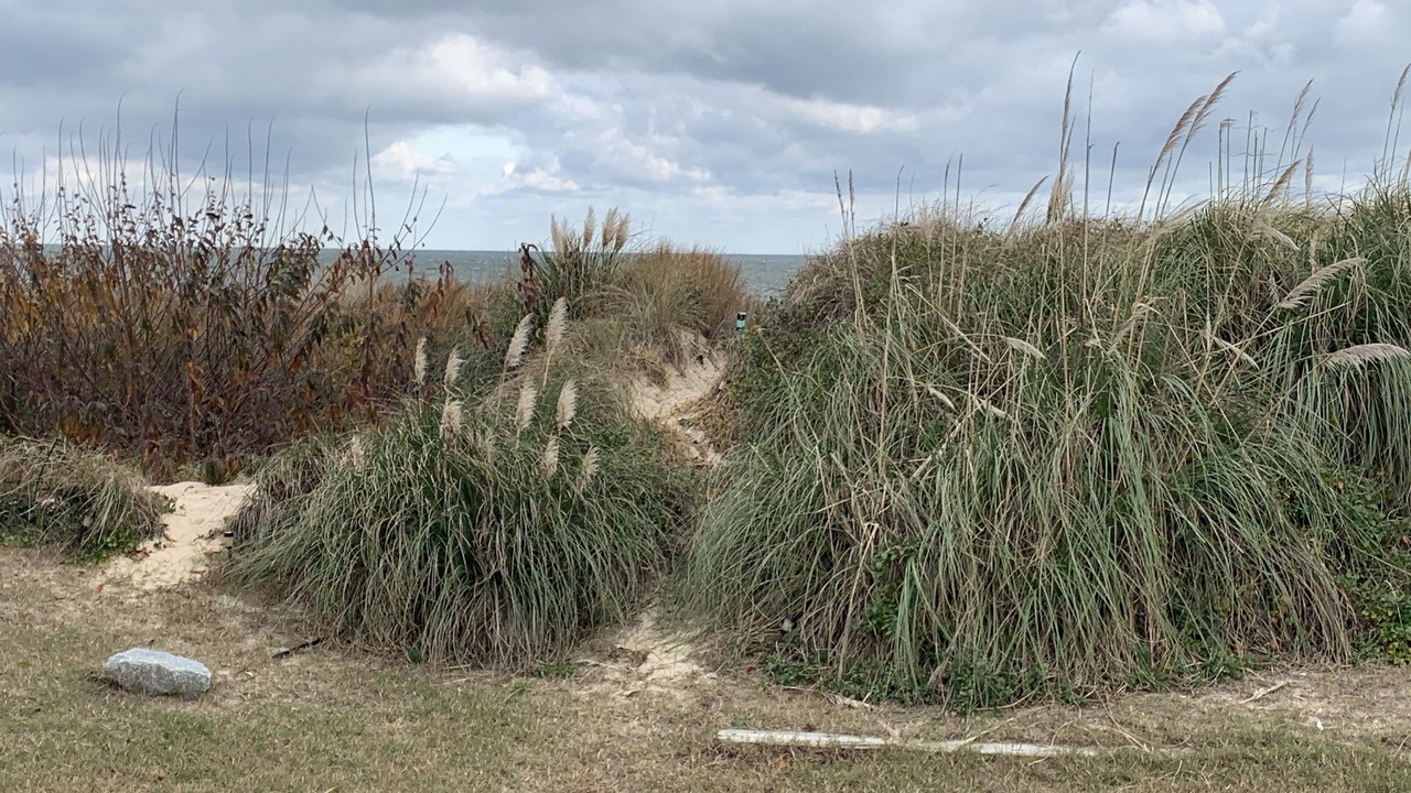 Photo of Outdoor in East Ocean View