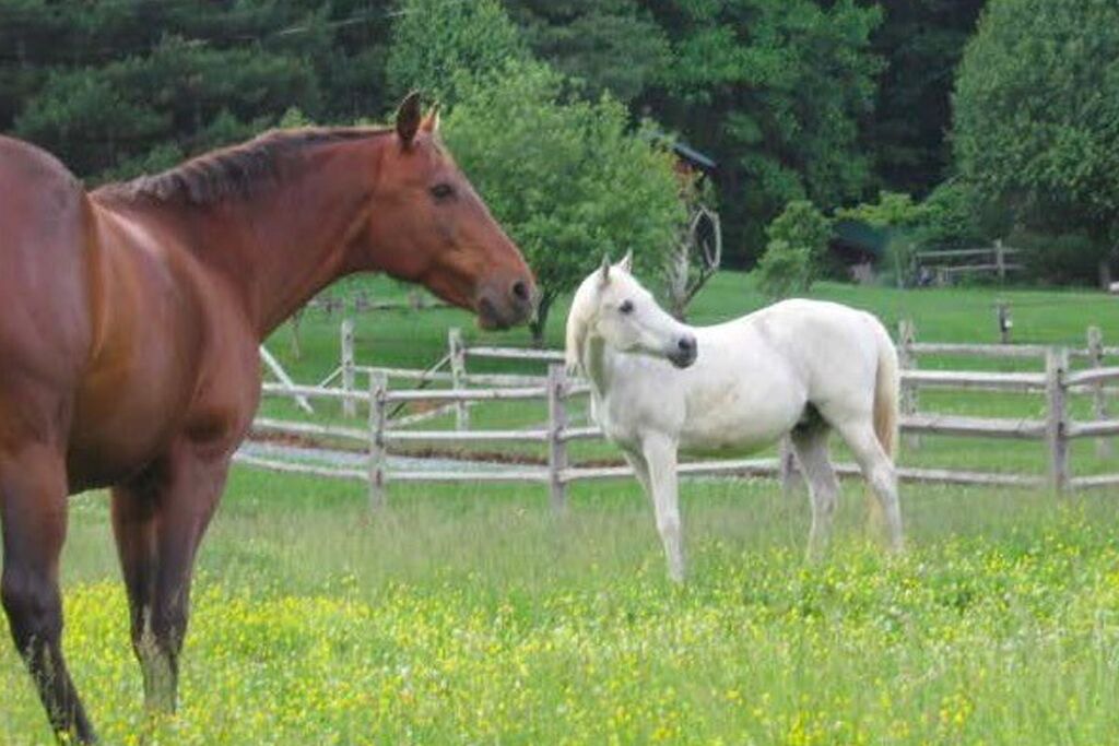 Photo of Outdoor in Boone