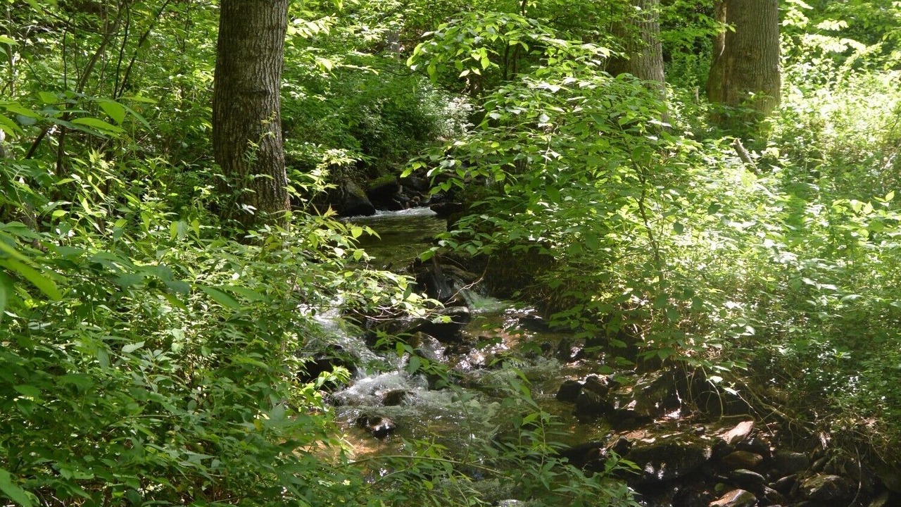 Photo of Others in Weaverville