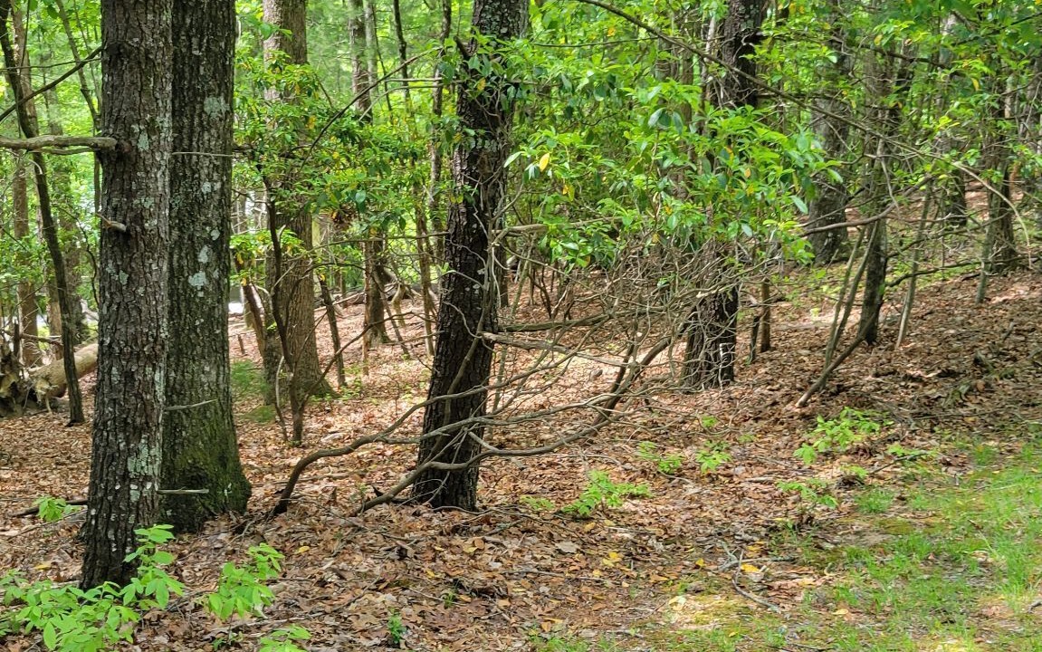 Photo of Outdoor in Brevard