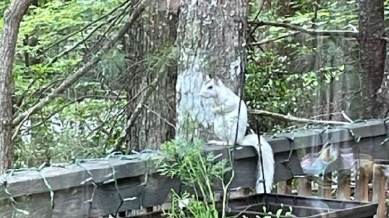 Photo of Others in Brevard