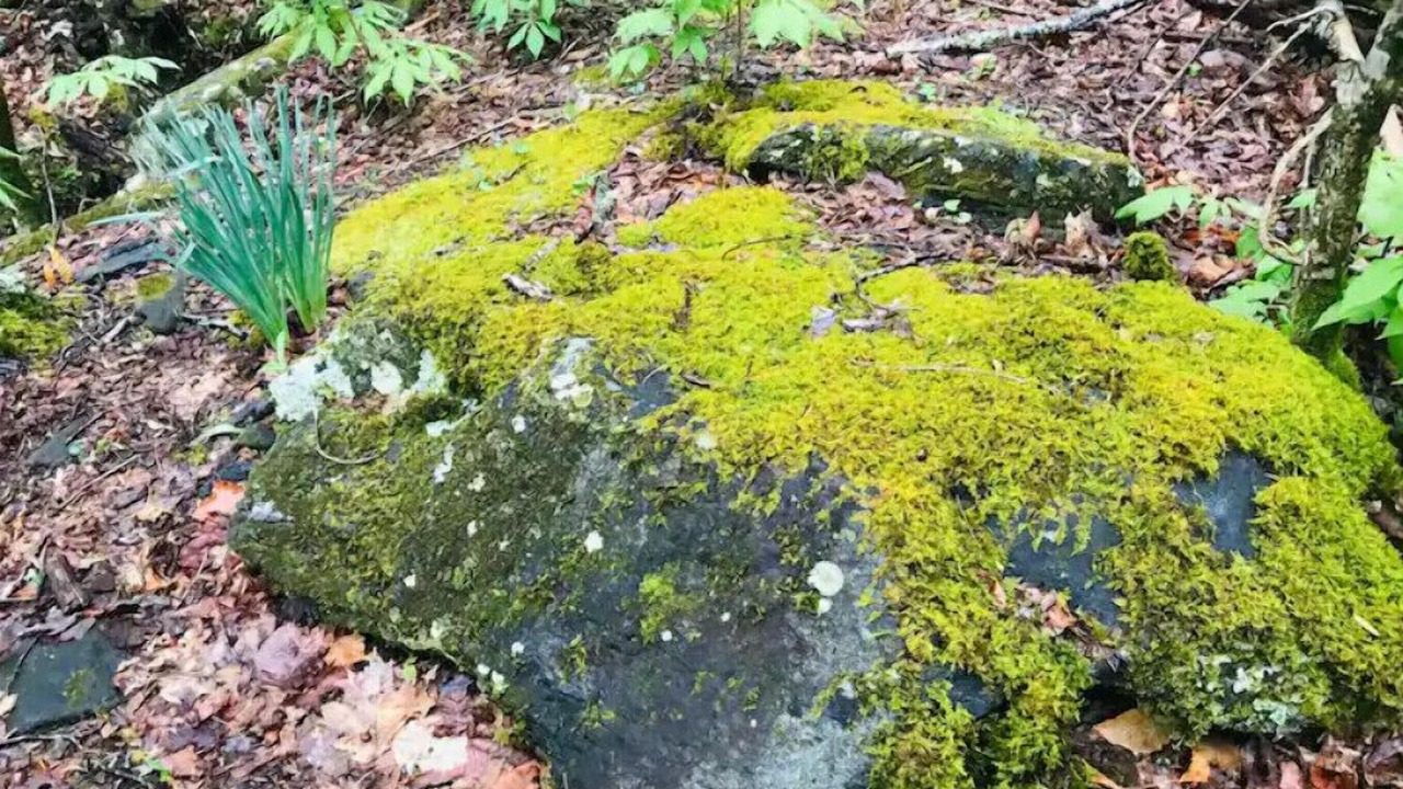 Photo of Others in Green Mountain