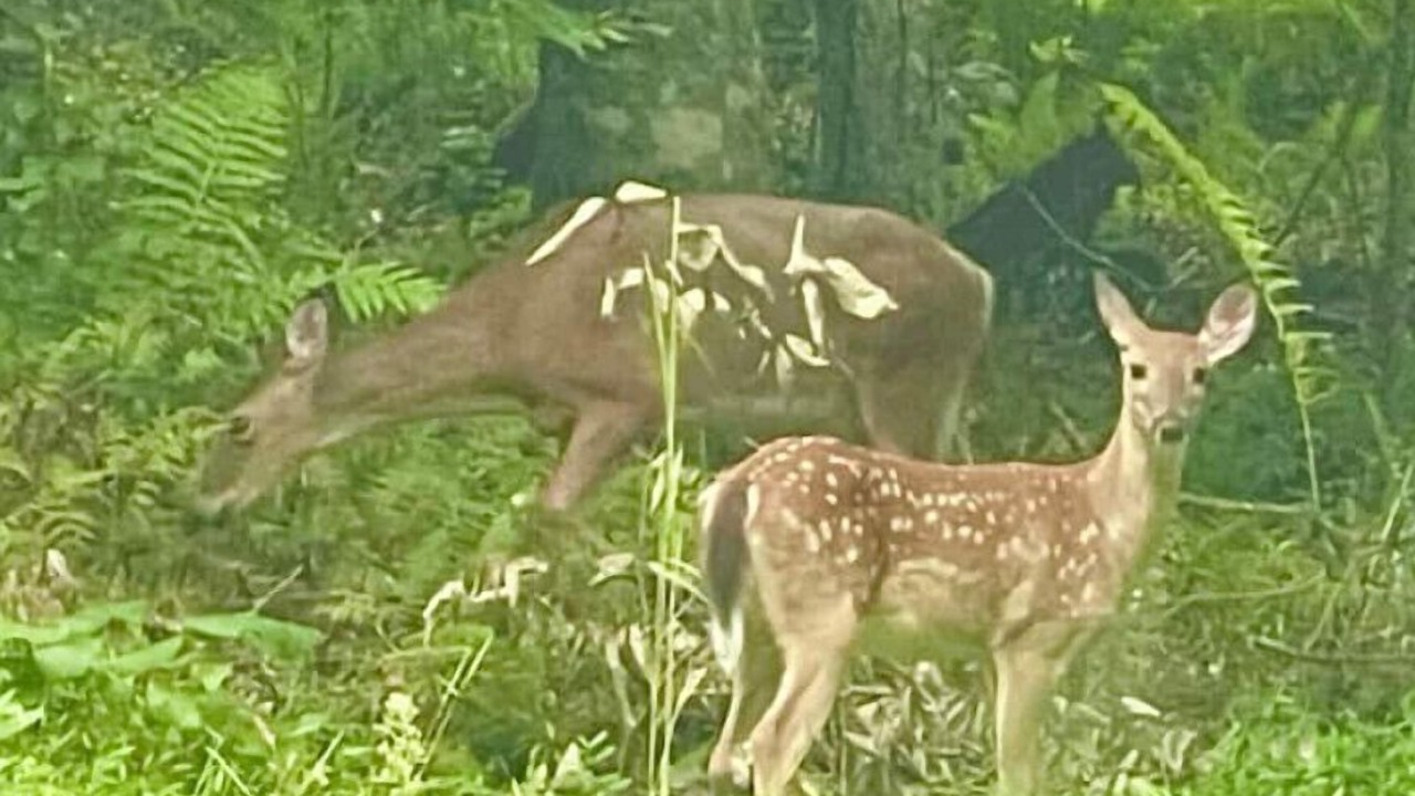 Photo of Outdoor in Green Mountain