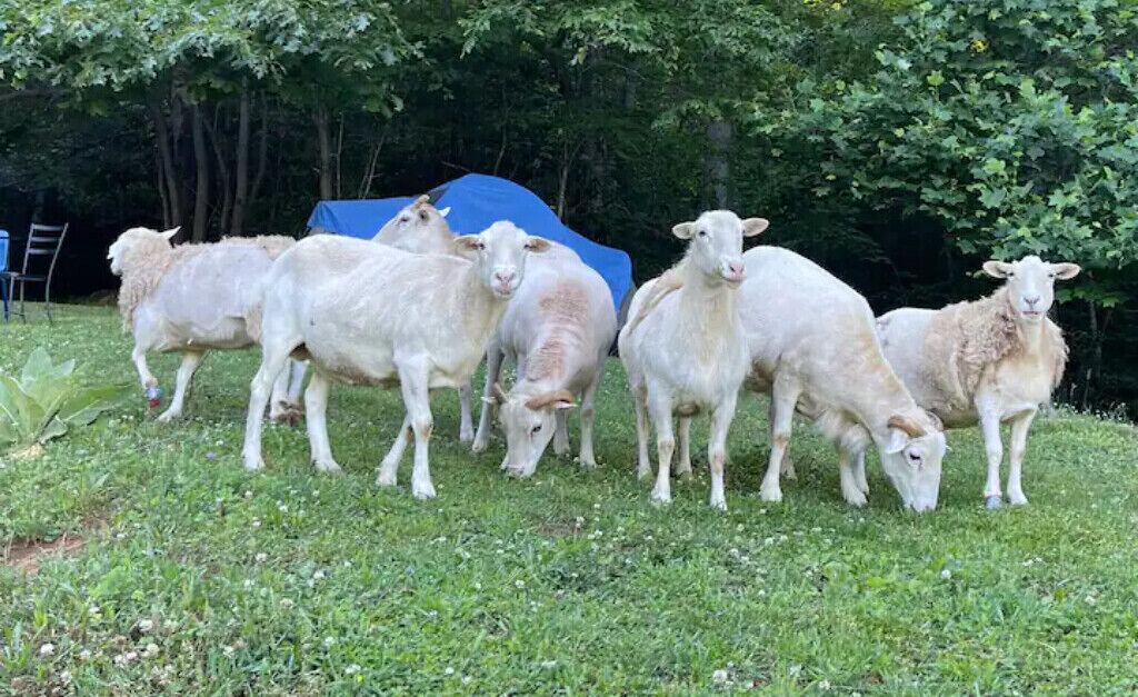 Photo of Others in Green Mountain