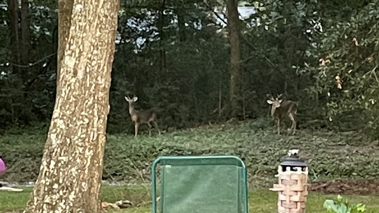Photo of Others in Ocean Isle Beach
