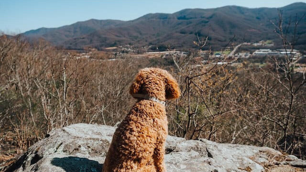 Photo of Others in Swannanoa