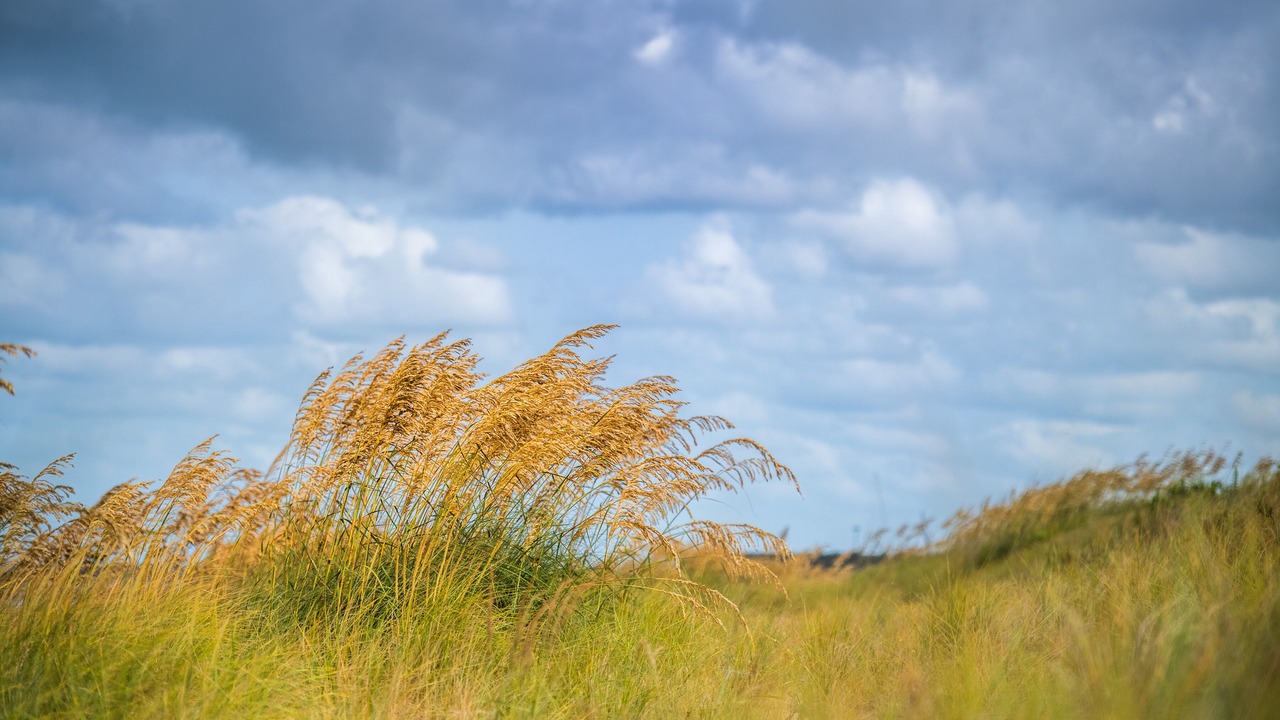 Photo of Outdoor in East Ocean View