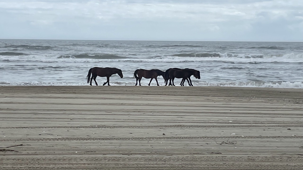 Photo of Others in Carova Beach