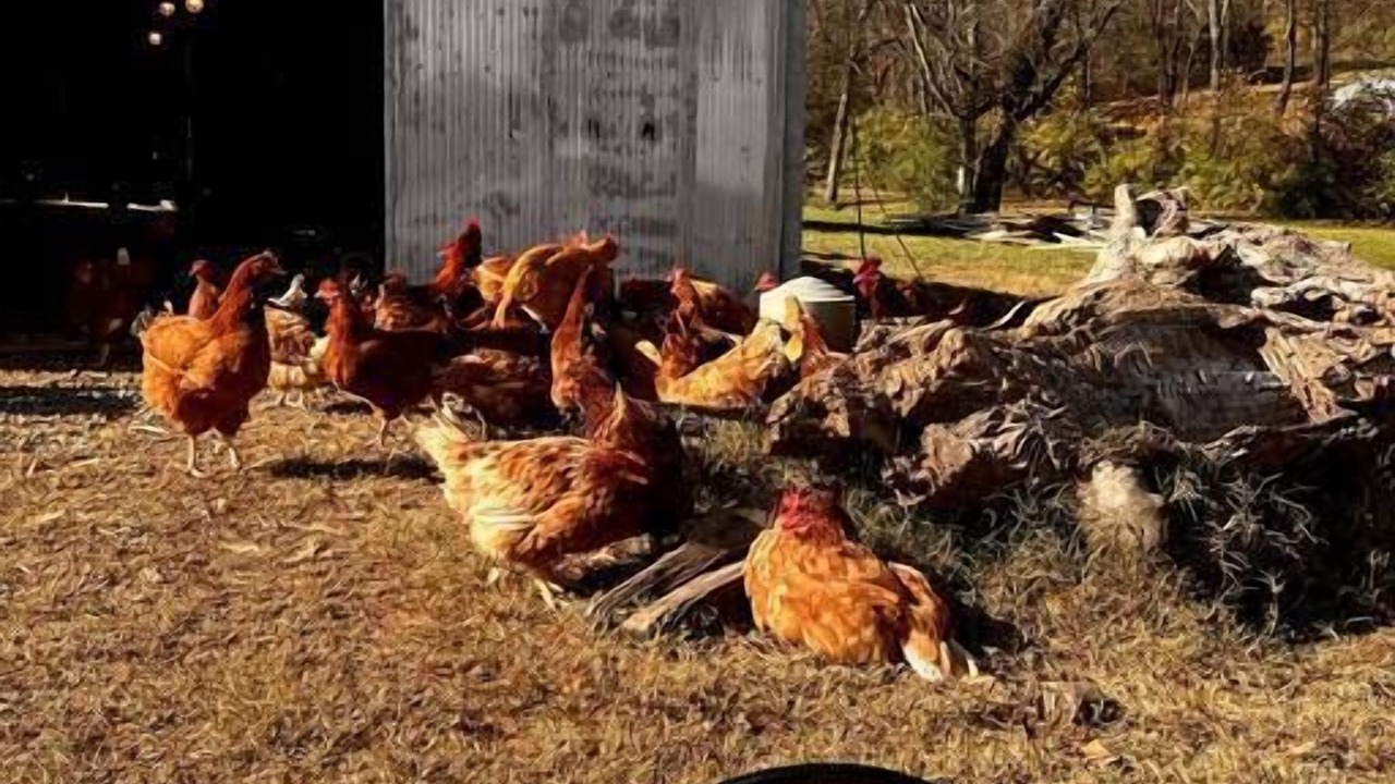 Photo of Others in Nashville