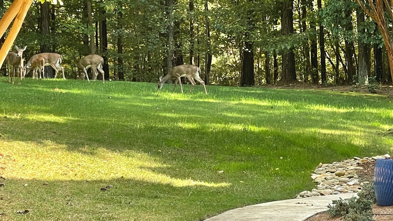 Photo of Outdoor in Mayhew