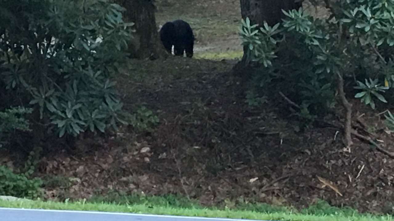 Photo of Others in Laurel Park