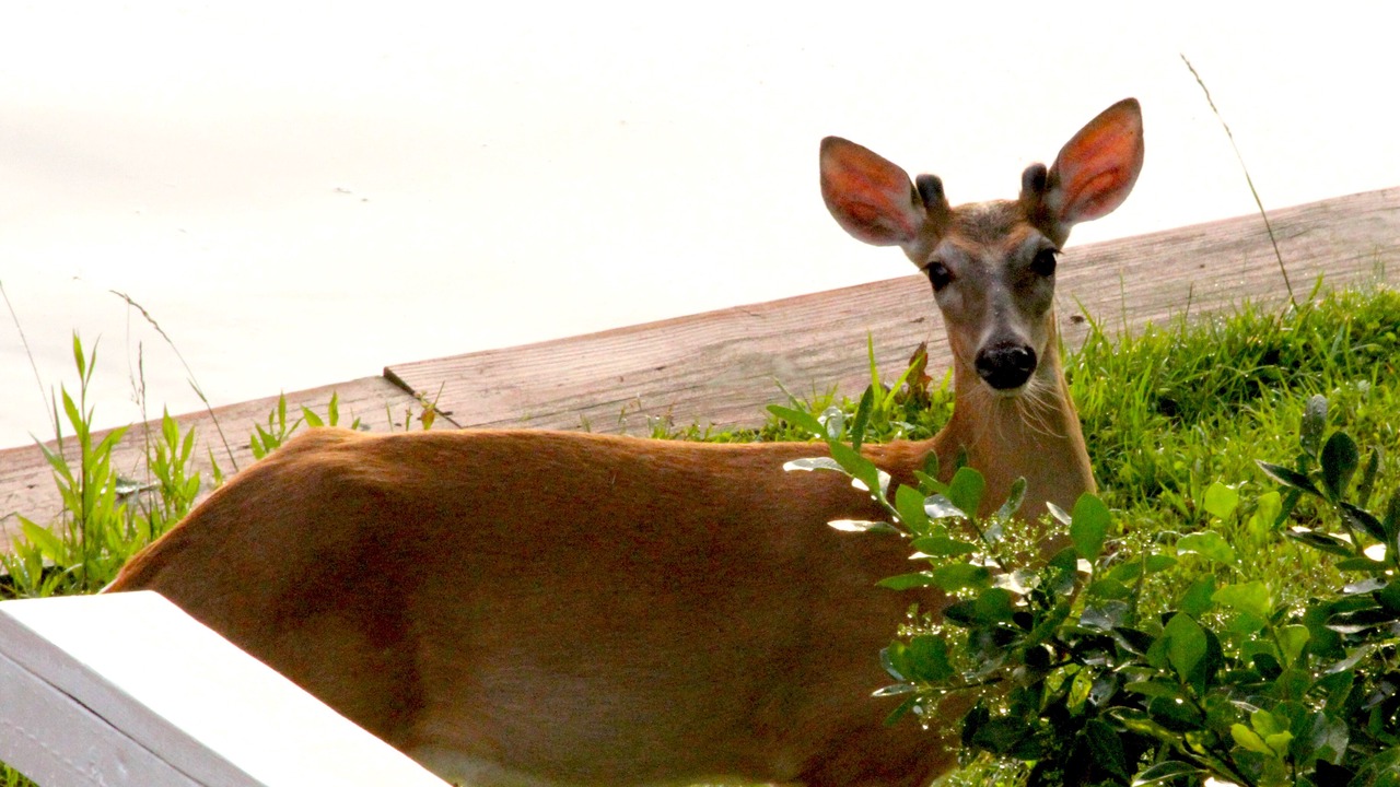 Photo of Others in Wildwood Point