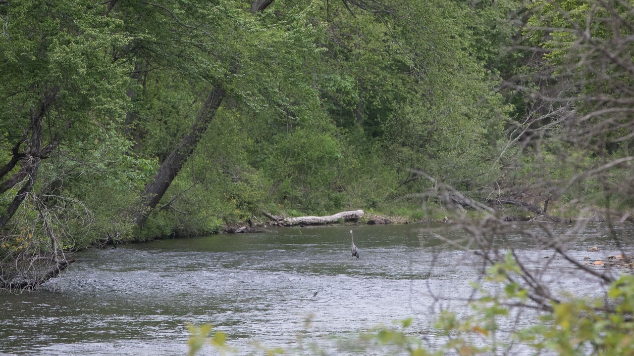 Photo of Others in Pisgah Forest