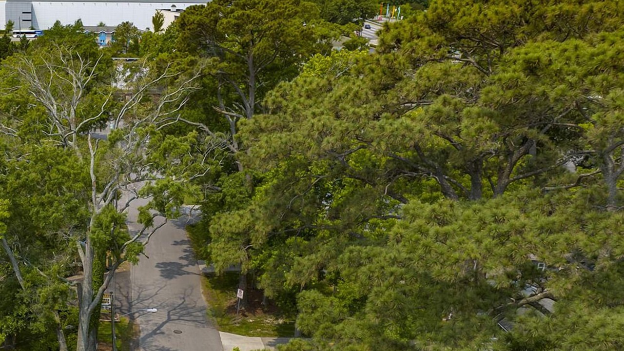 Photo of Outdoor in Northeast Virginia Beach