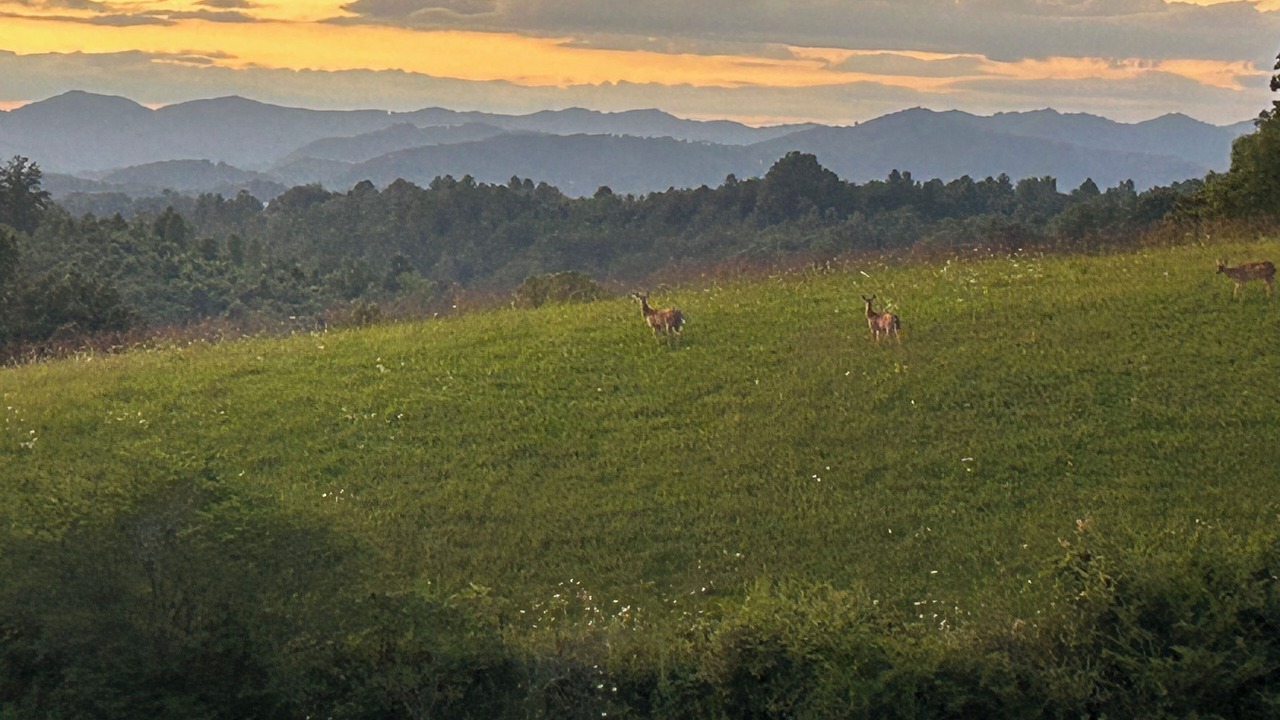 Photo of Others in Weaverville