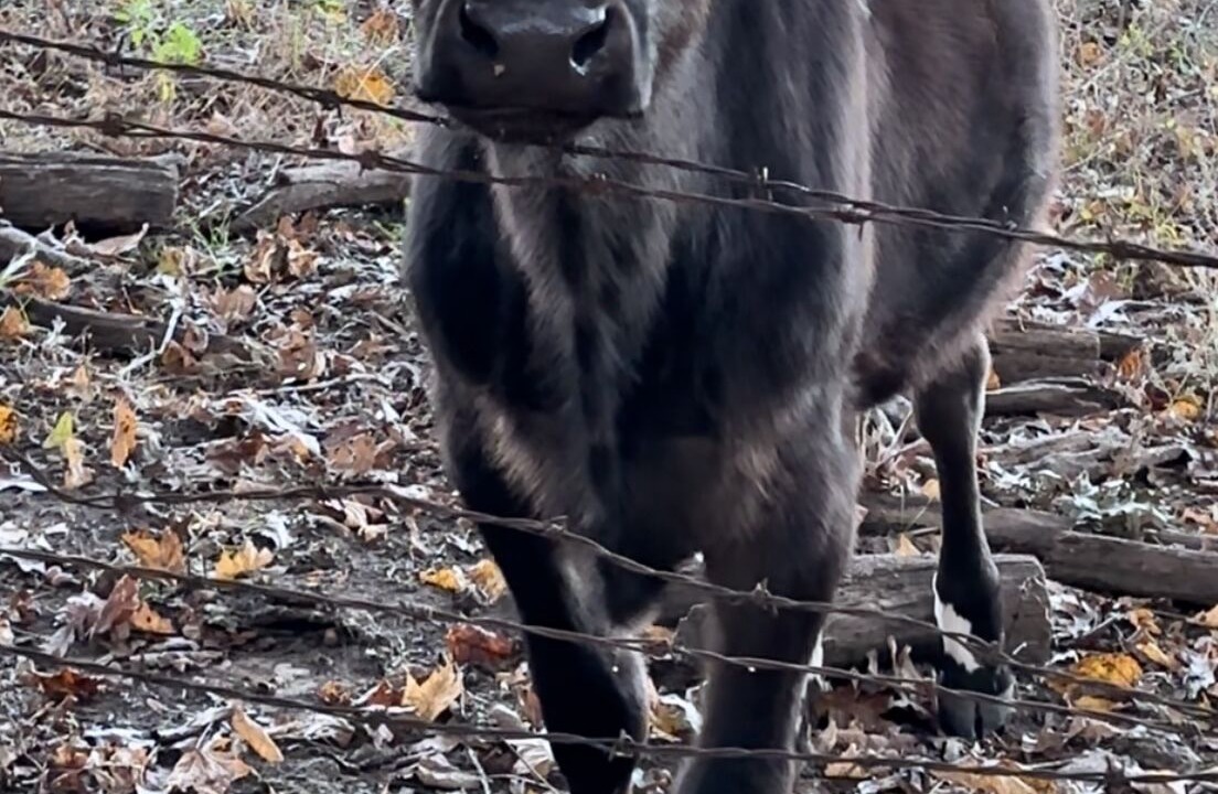 Photo of Others in Murphy