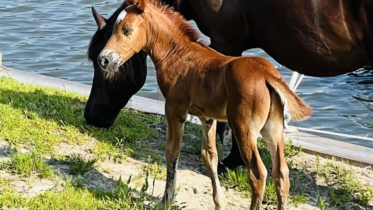 Photo of Outdoor in Carova Beach