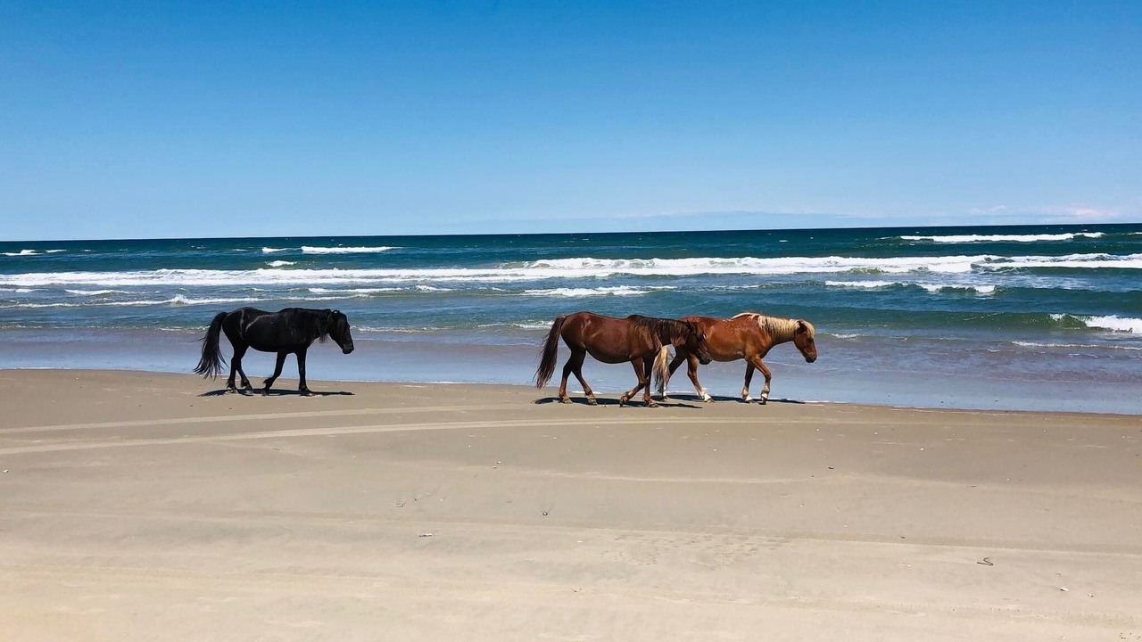 Photo of Others in Carova Beach