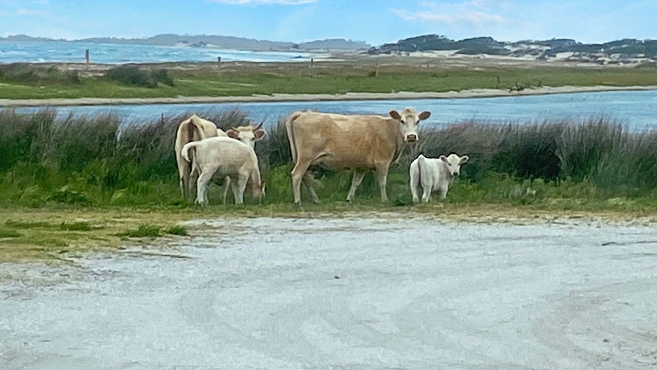 Photo of Others in Cedar Island