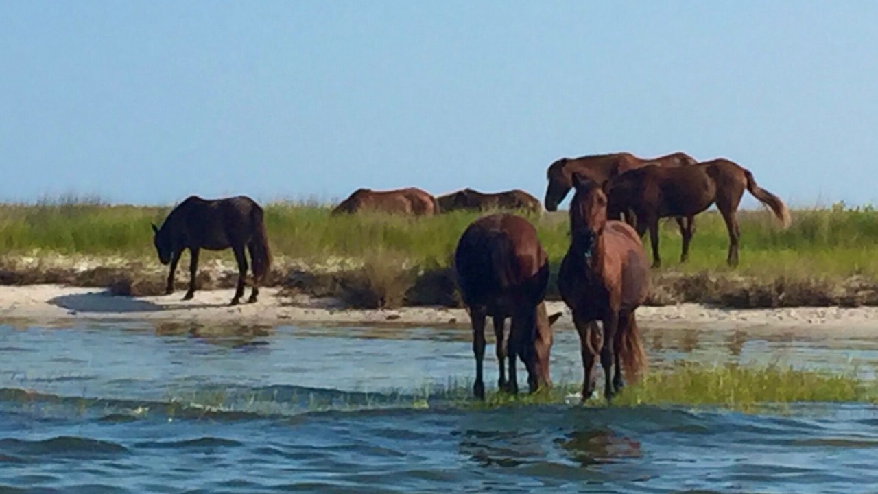 Photo of Others in Cedar Island