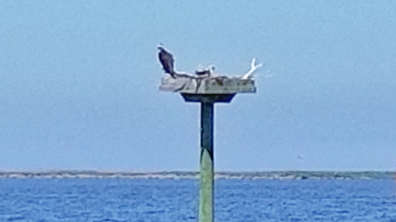 Photo of Others in Colington