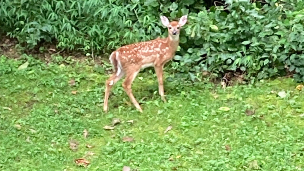 Photo of Outdoor in Maple Springs