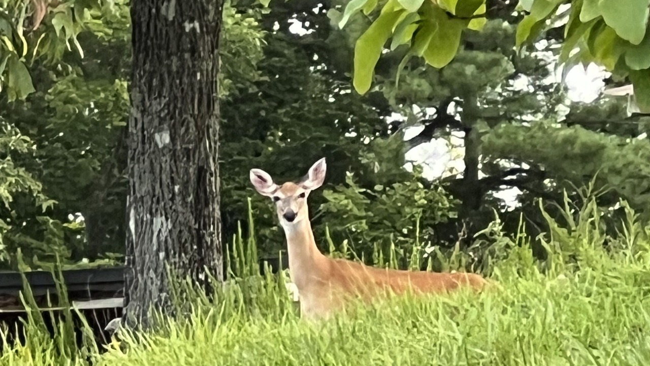 Photo of Outdoor in Glade Valley