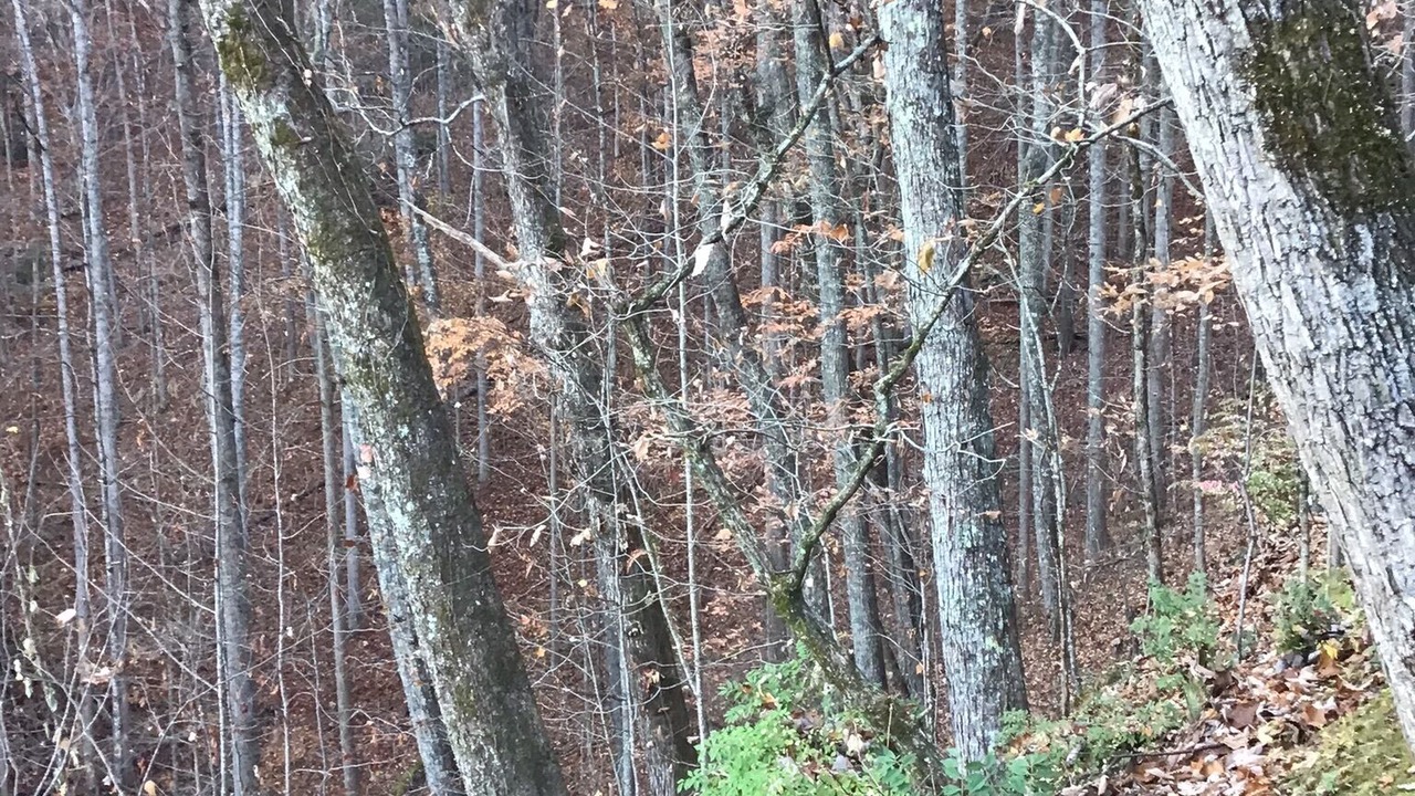 Photo of Others in Bryson City