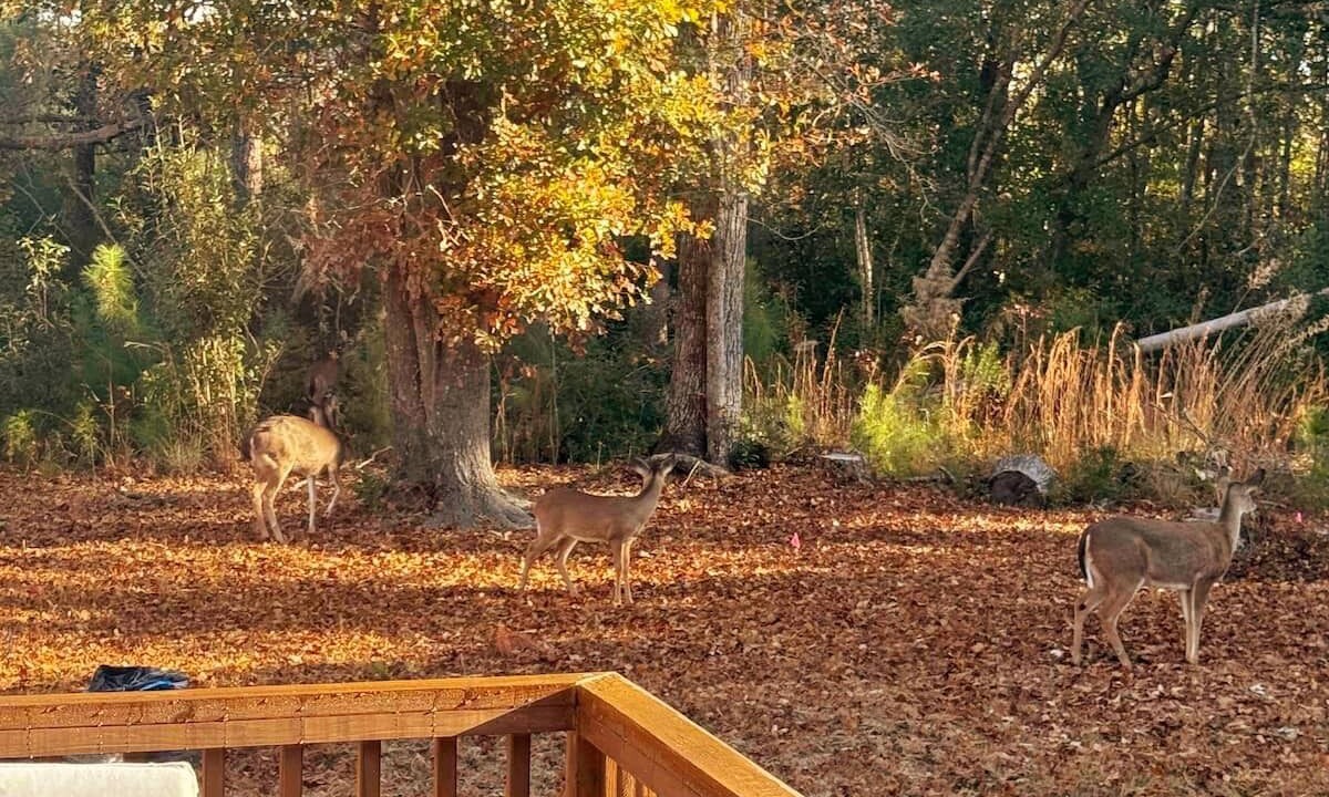 Photo of Outdoor in Kirkland