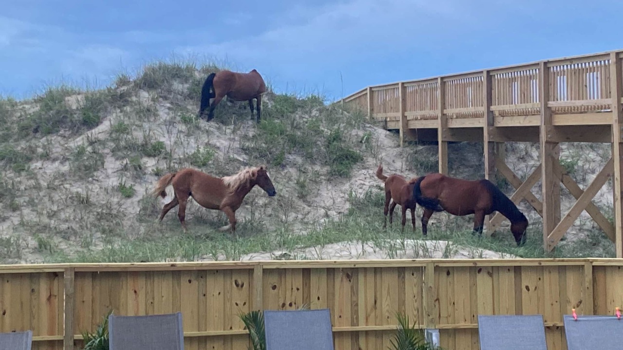Photo of Others in Carova Beach
