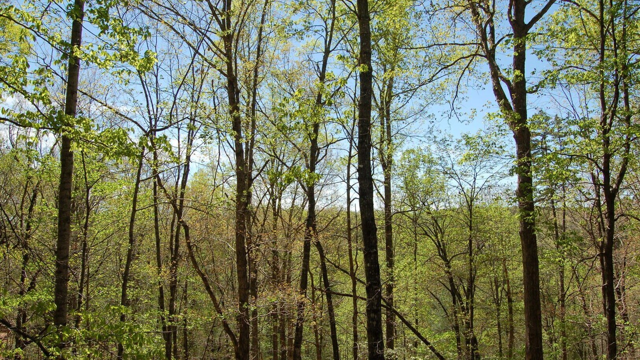 Photo of Outdoor in Lake Lure