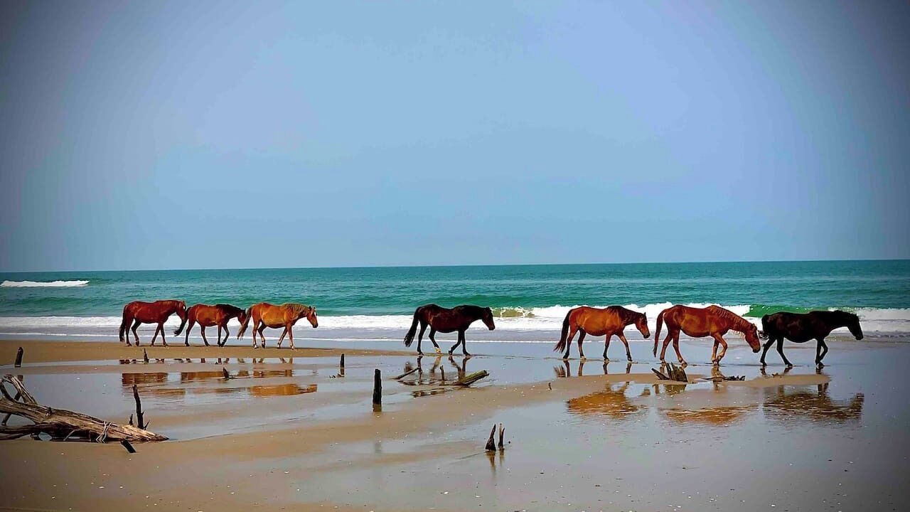 Photo of Others in Corolla Light