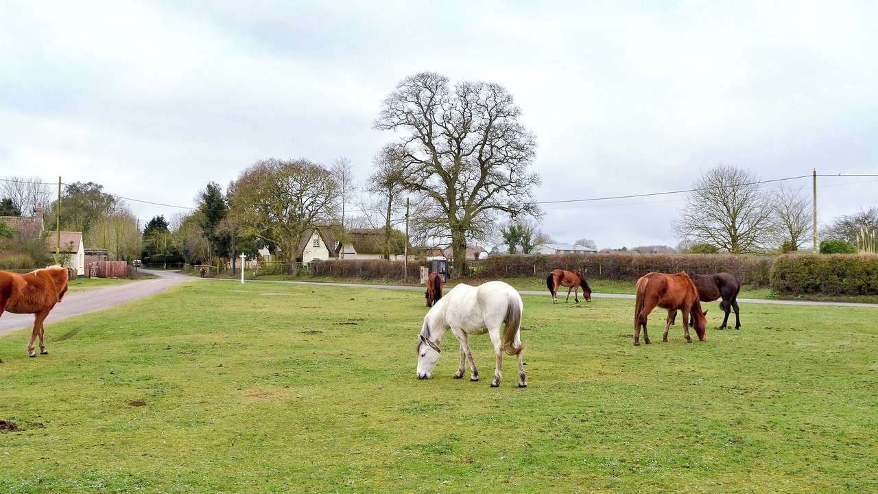 Photo of Others in North Gorley