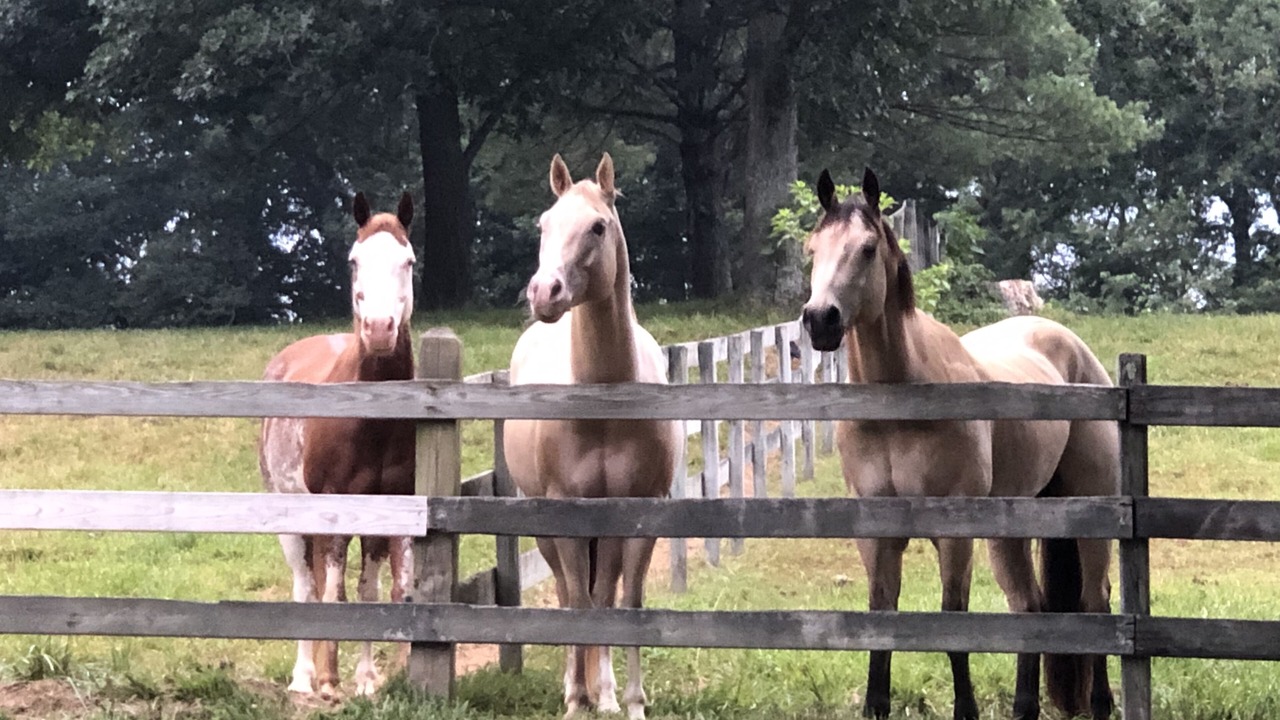 Photo of Outdoor in Waynesville