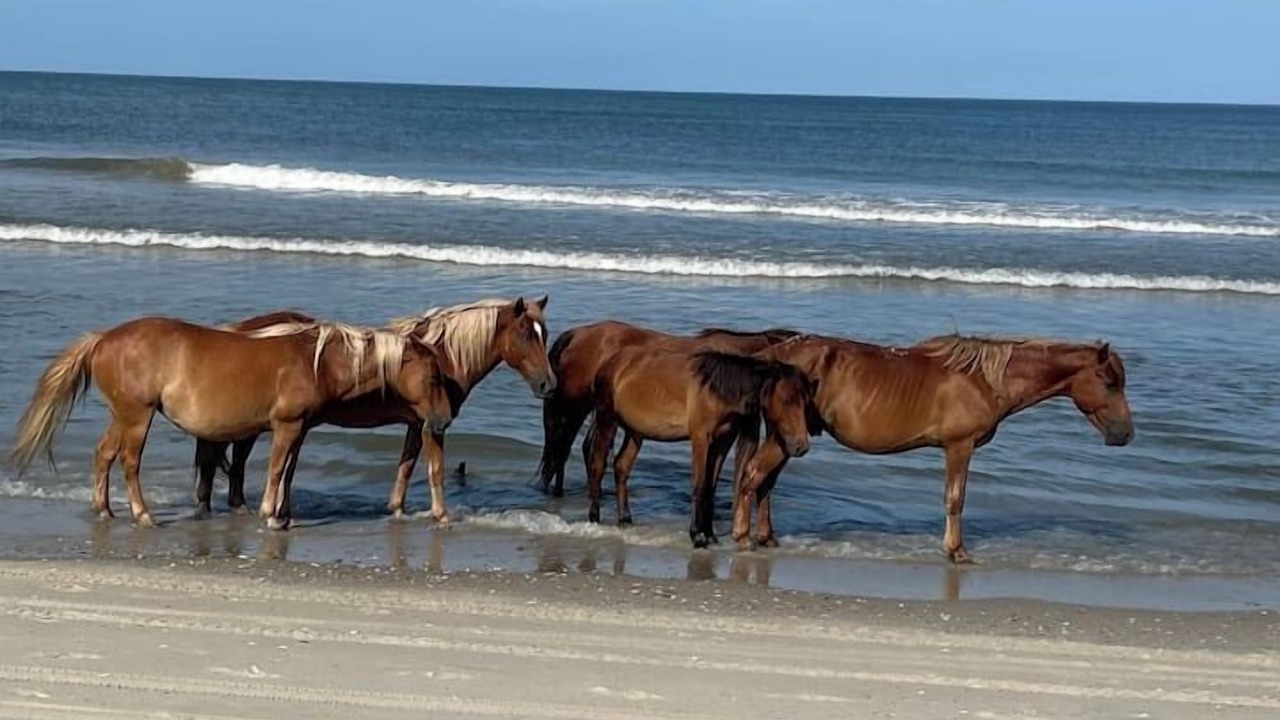 Photo of Others in Corolla Light