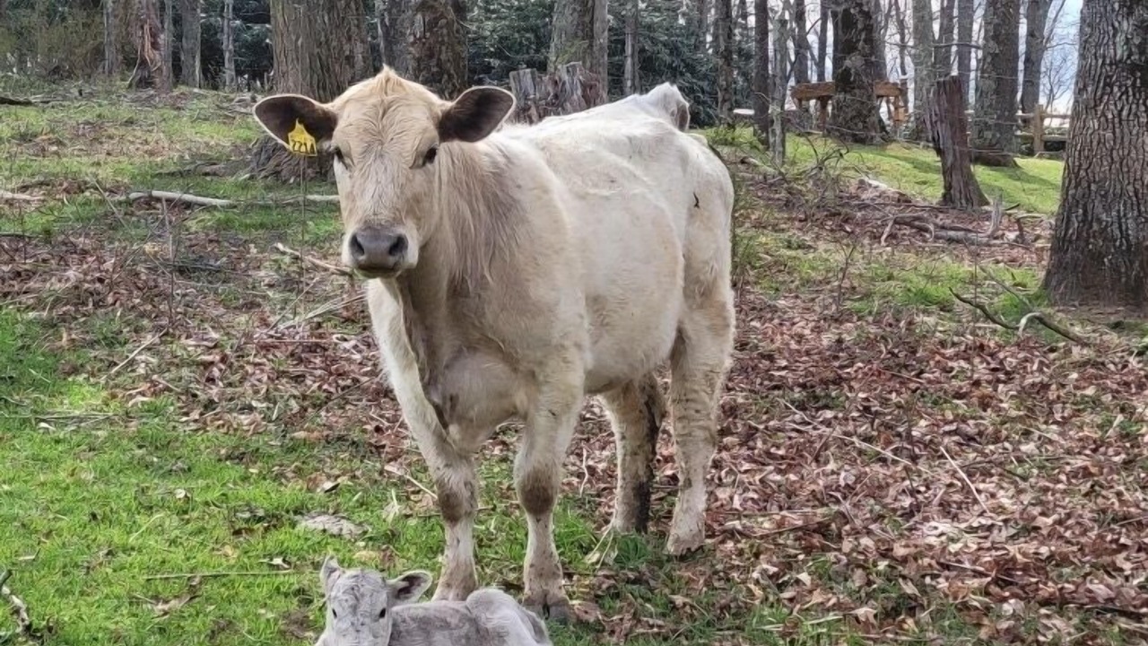 Photo of Others in Spruce Pine