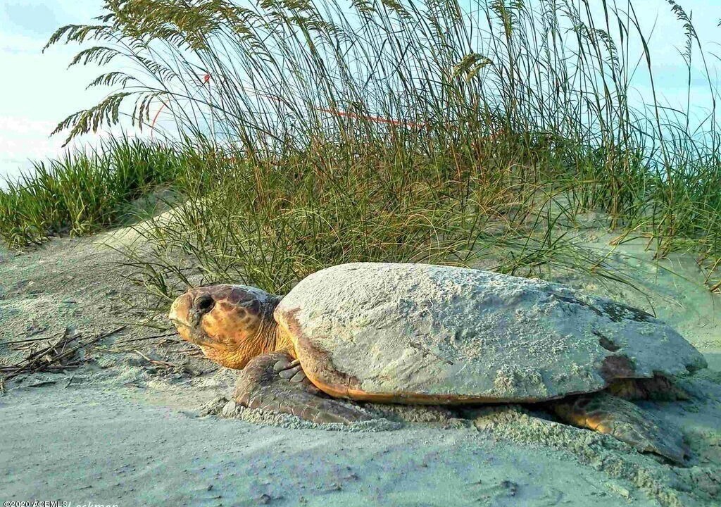 Photo of Others in Saint Helena Island