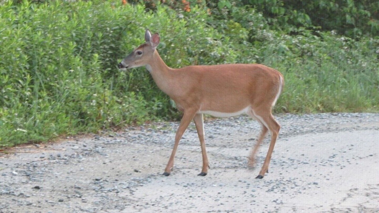 Photo of Outdoor in Beech Mountain