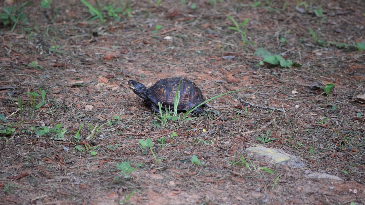 Photo of Outdoor in Lincolnton