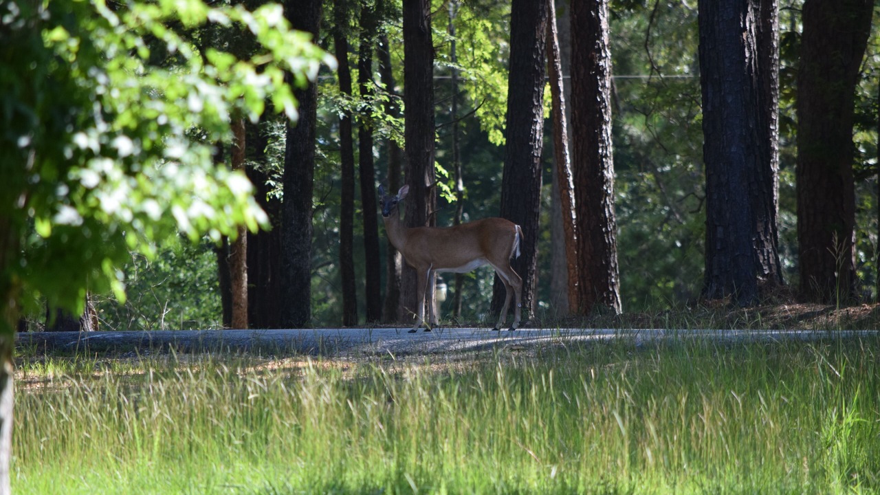 Photo of Outdoor in Lincolnton